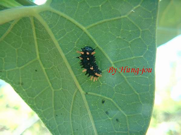 按此在新視窗瀏覽圖片