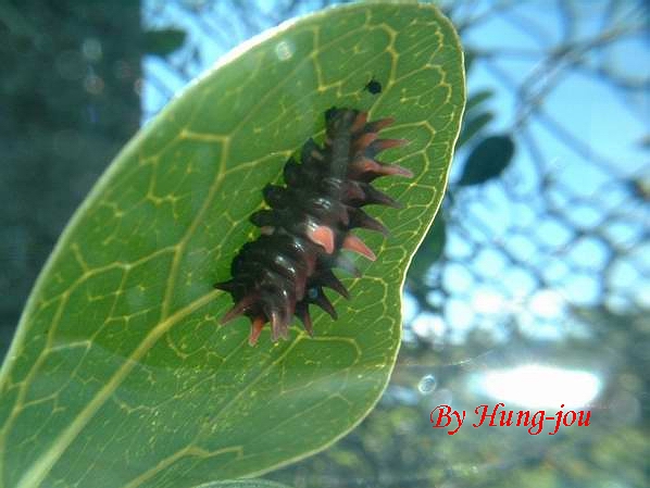 按此在新視窗瀏覽圖片