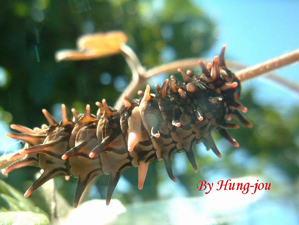 按此在新視窗瀏覽圖片