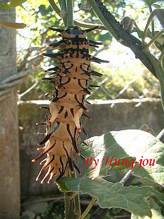 按此在新視窗瀏覽圖片