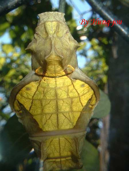 按此在新視窗瀏覽圖片