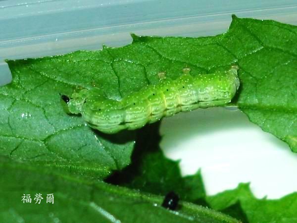 按此在新視窗瀏覽圖片