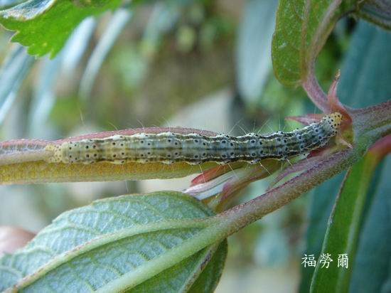 按此在新視窗瀏覽圖片