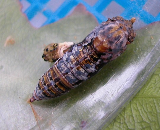 按此在新視窗瀏覽圖片