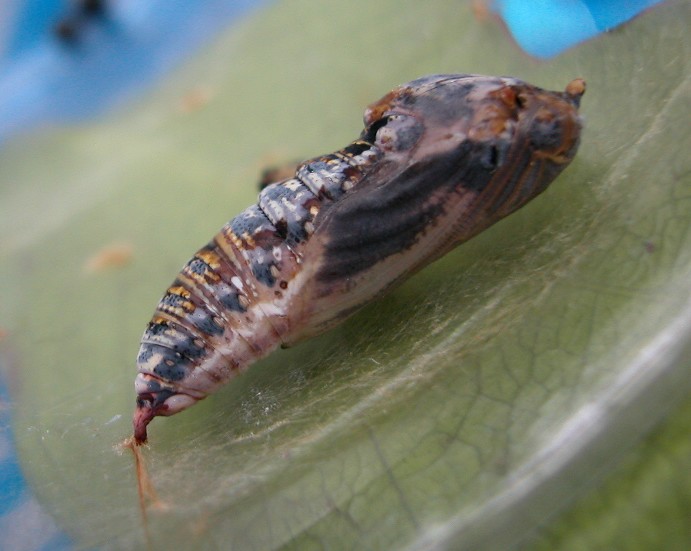 按此在新視窗瀏覽圖片