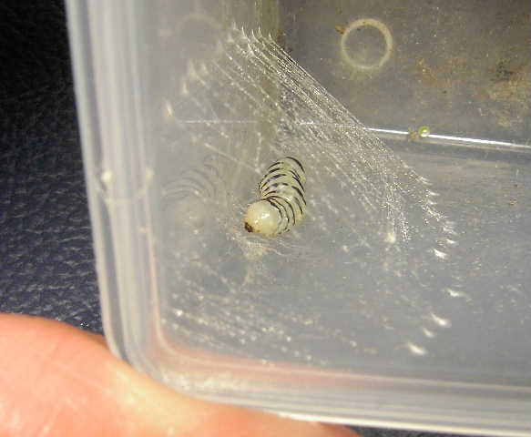 按此在新視窗瀏覽圖片