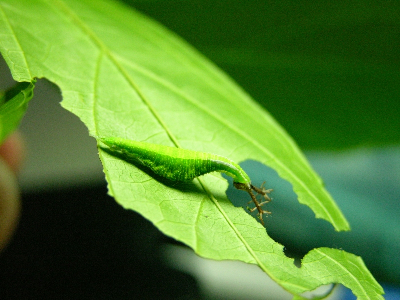 按此在新視窗瀏覽圖片