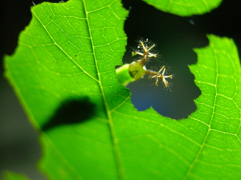 按此在新視窗瀏覽圖片