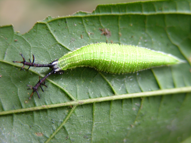 按此在新視窗瀏覽圖片