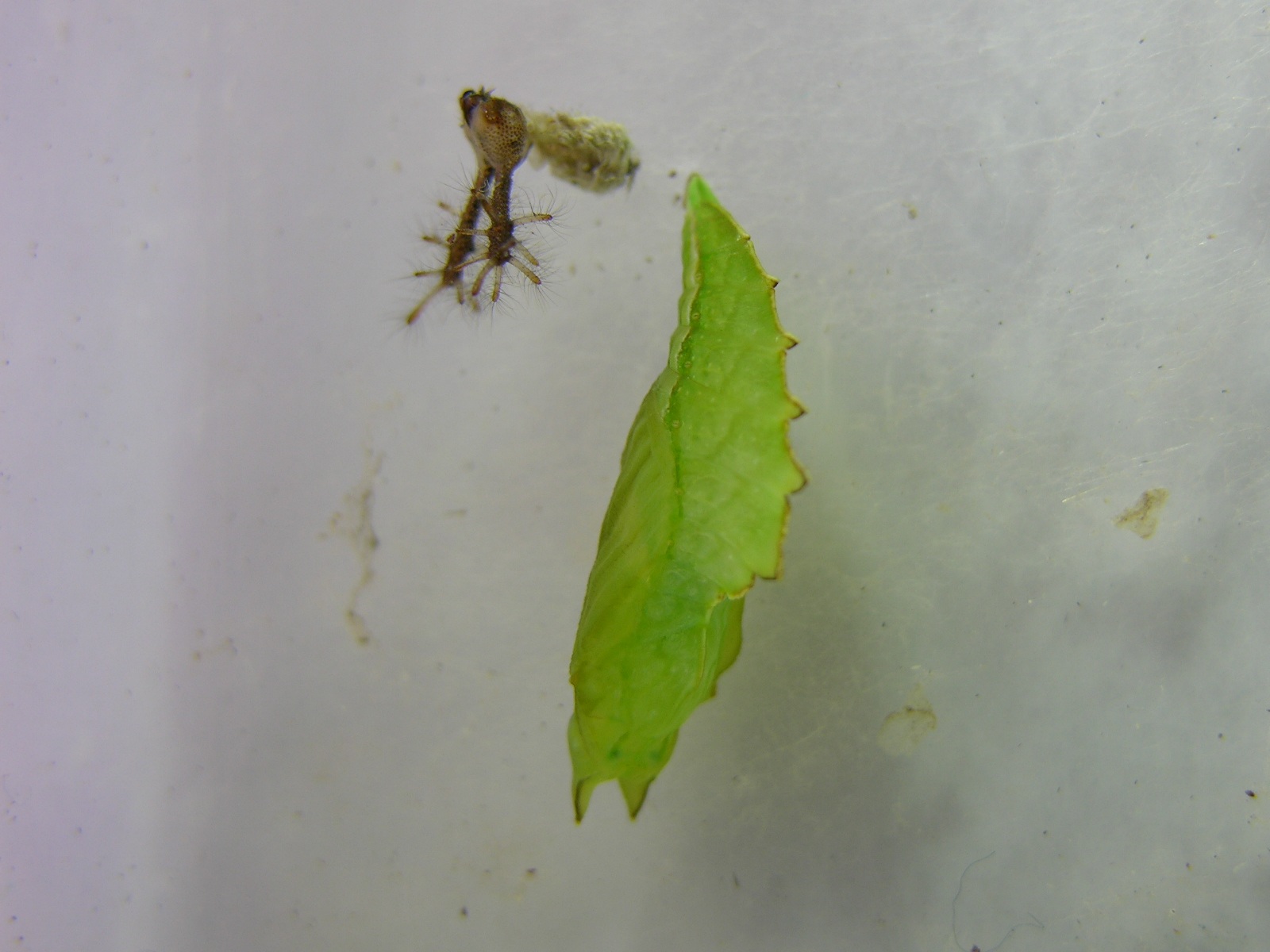 按此在新視窗瀏覽圖片