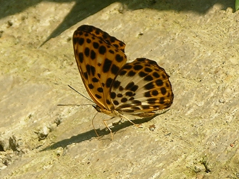 按此在新視窗瀏覽圖片