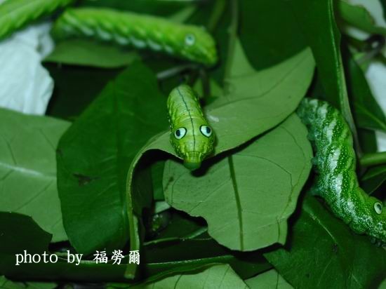 按此在新視窗瀏覽圖片