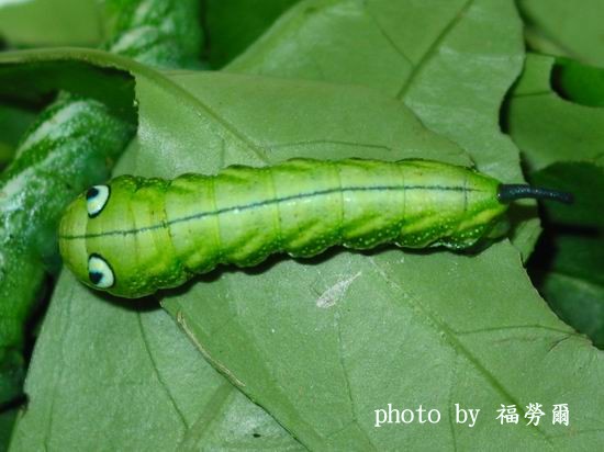 按此在新視窗瀏覽圖片