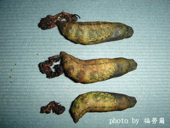 按此在新視窗瀏覽圖片