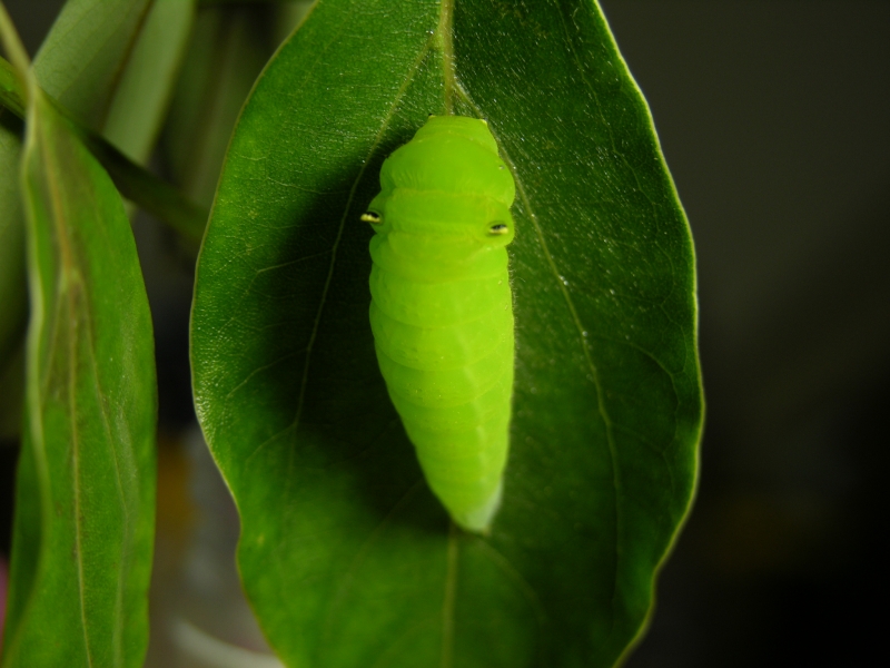 按此在新視窗瀏覽圖片
