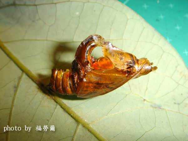 按此在新視窗瀏覽圖片