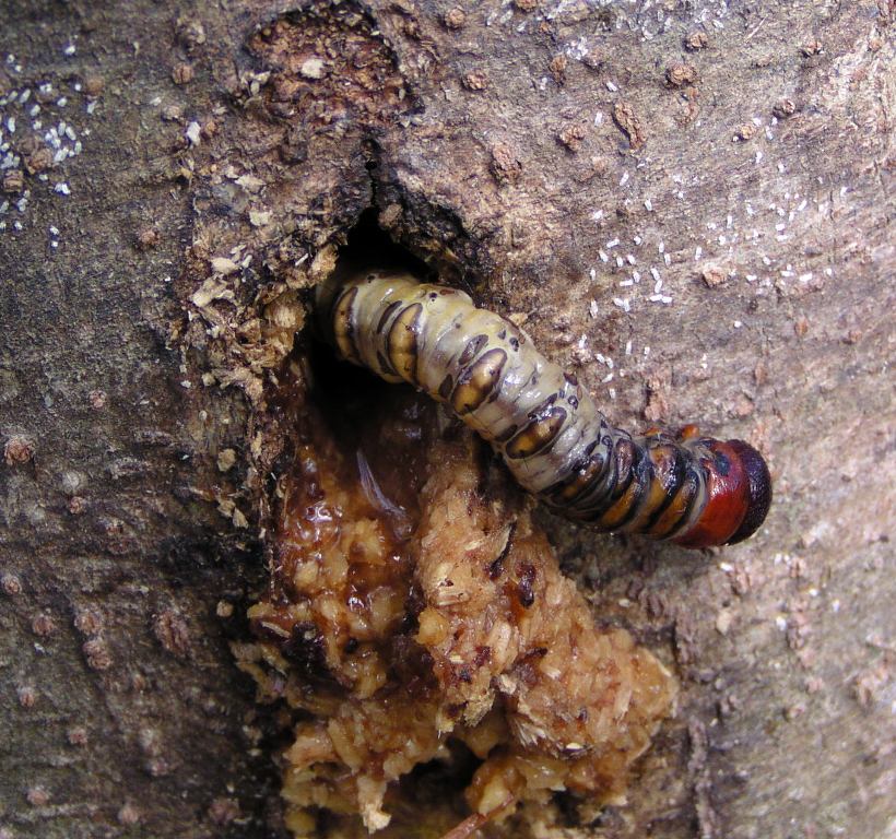 按此在新視窗瀏覽圖片