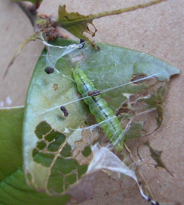 按此在新視窗瀏覽圖片