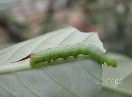 按此在新視窗瀏覽圖片