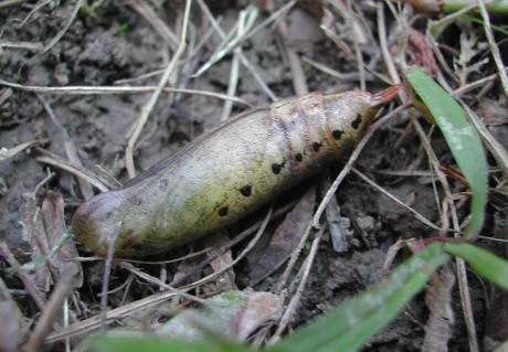 按此在新視窗瀏覽圖片