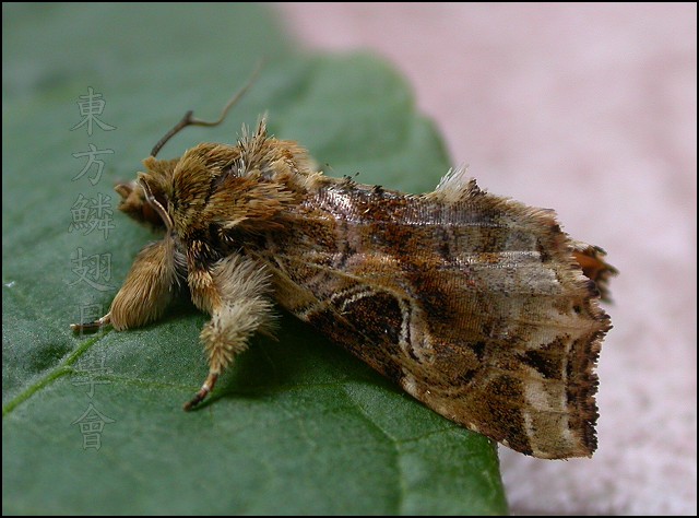 按此在新視窗瀏覽圖片