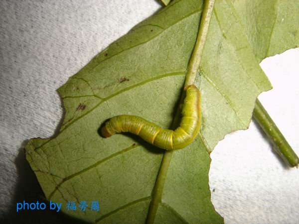 按此在新視窗瀏覽圖片