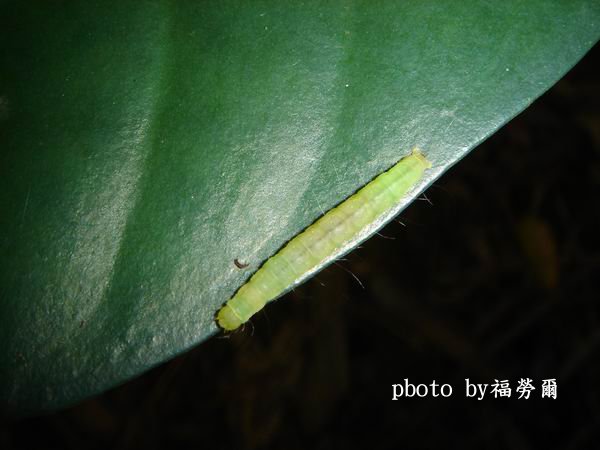 按此在新視窗瀏覽圖片