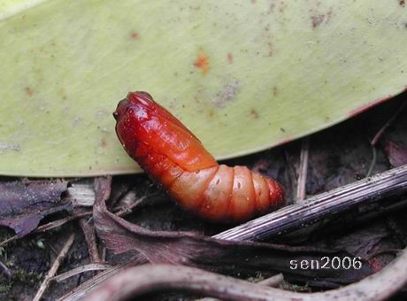 按此在新視窗瀏覽圖片