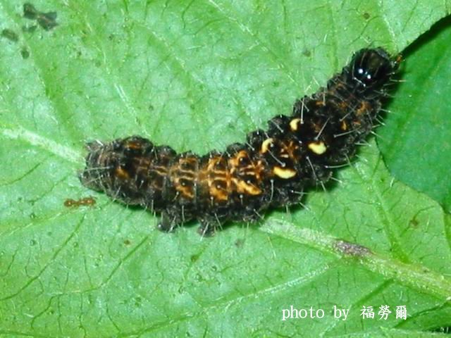 按此在新視窗瀏覽圖片