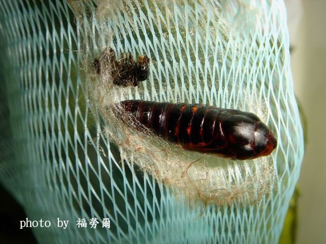 按此在新視窗瀏覽圖片