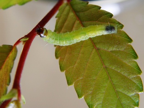 按此在新視窗瀏覽圖片