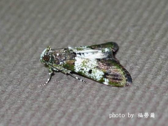 按此在新視窗瀏覽圖片