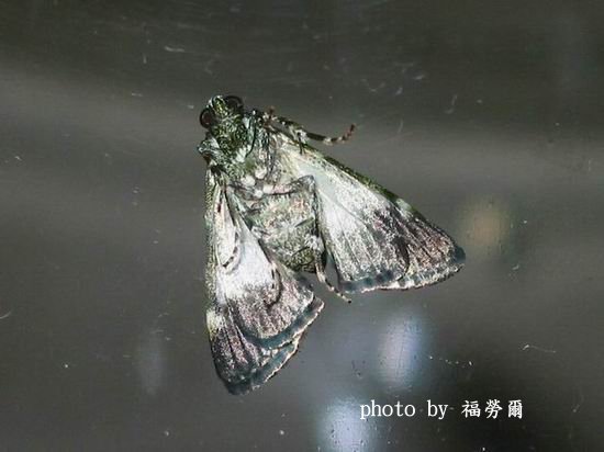 按此在新視窗瀏覽圖片