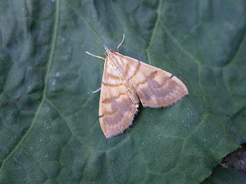 按此在新視窗瀏覽圖片