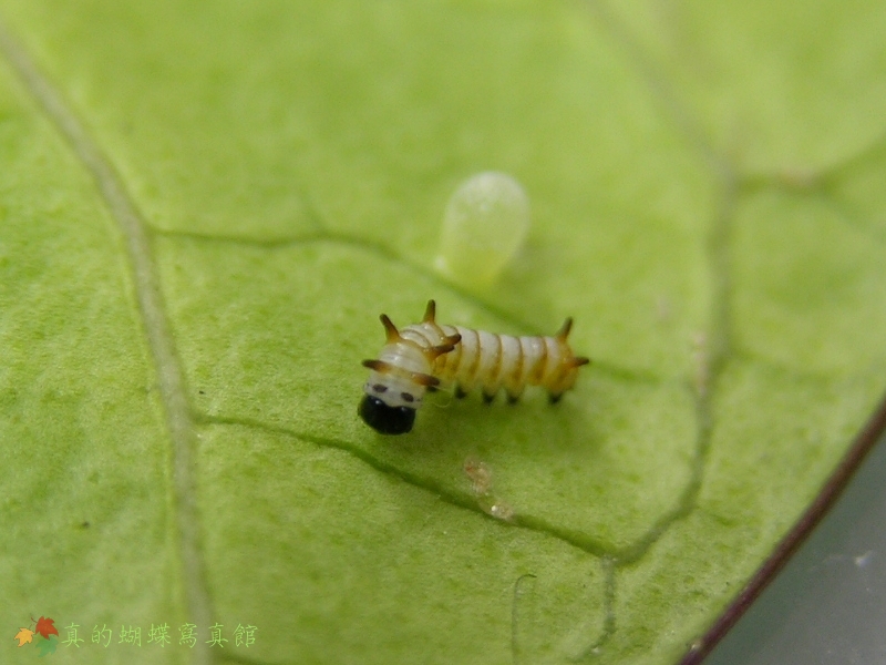 按此在新視窗瀏覽圖片