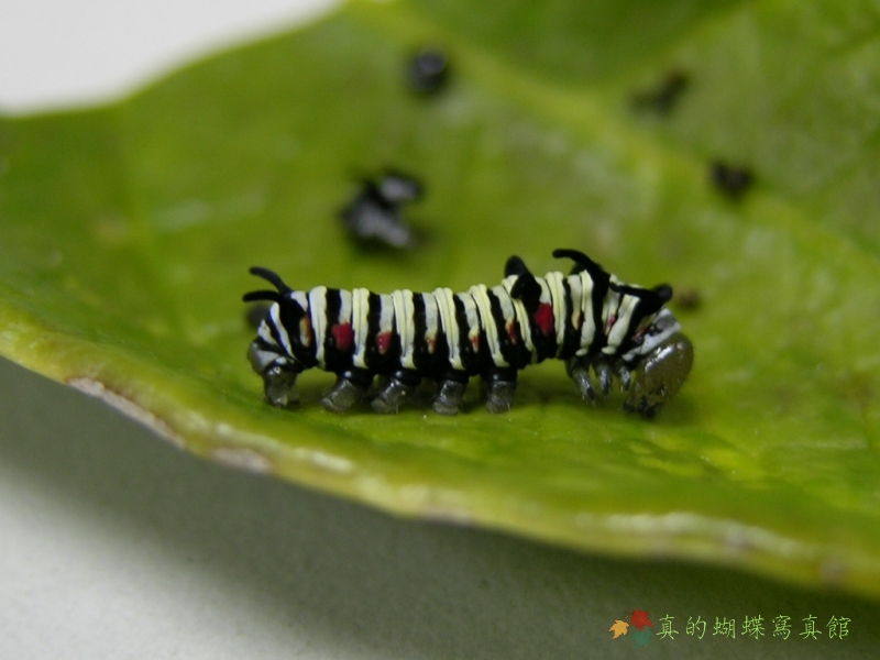 按此在新視窗瀏覽圖片