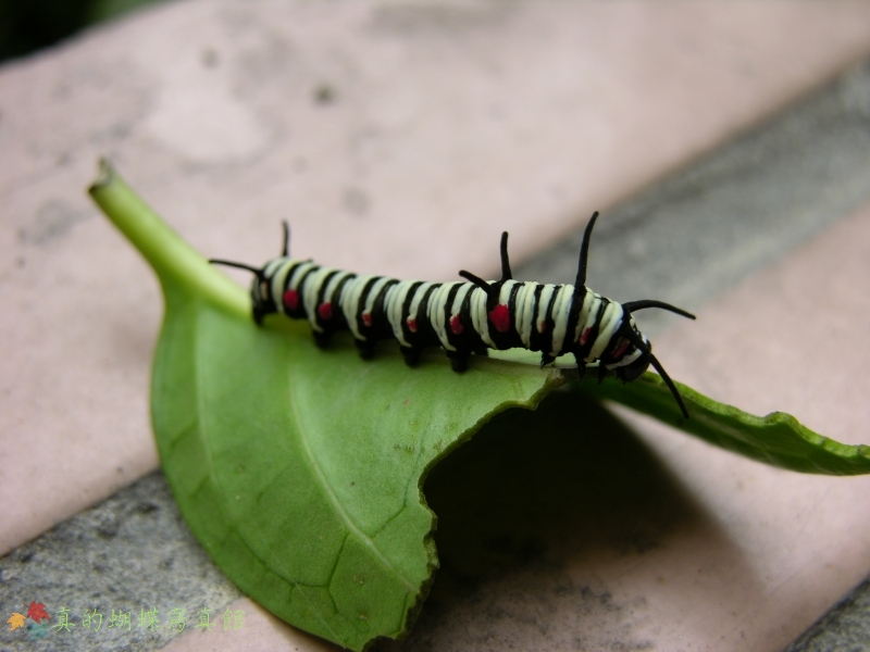 按此在新視窗瀏覽圖片