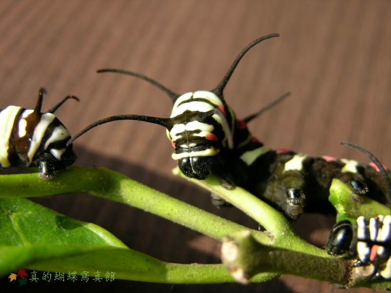 按此在新視窗瀏覽圖片