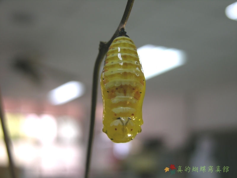 按此在新視窗瀏覽圖片