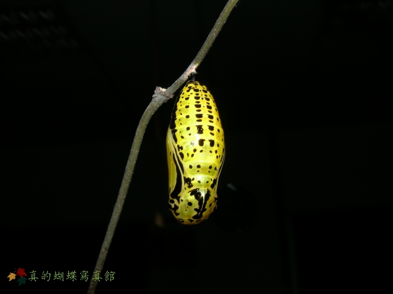 按此在新視窗瀏覽圖片