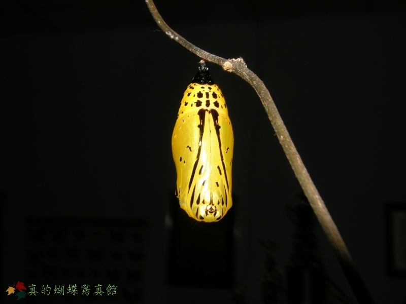 按此在新視窗瀏覽圖片