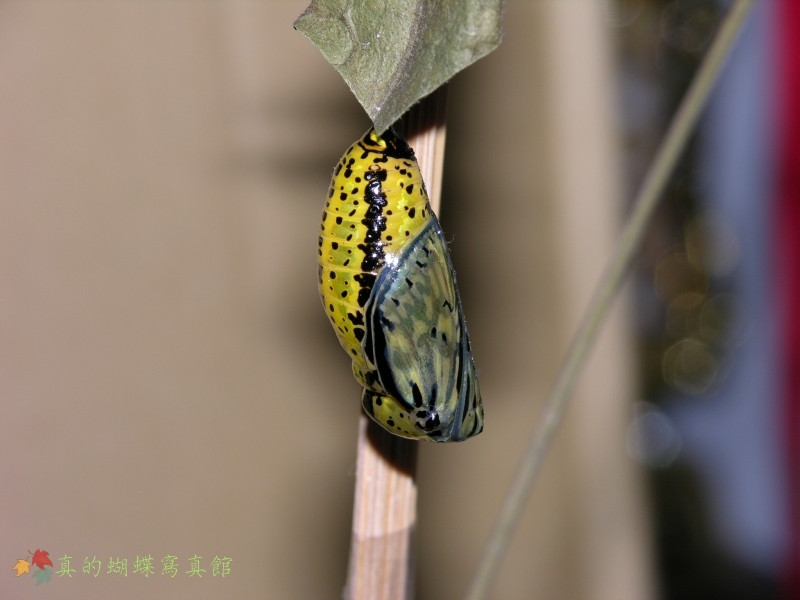 按此在新視窗瀏覽圖片