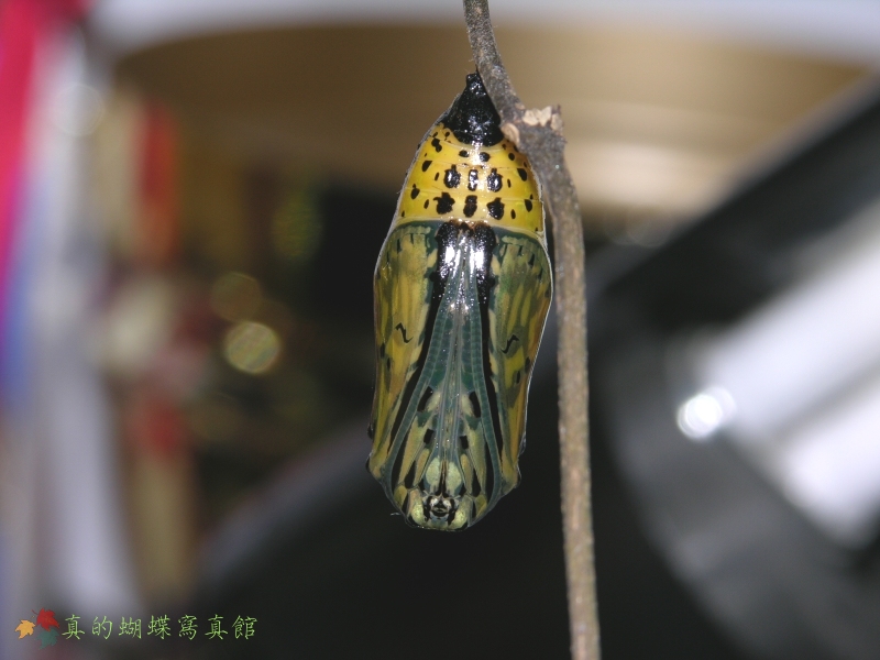 按此在新視窗瀏覽圖片