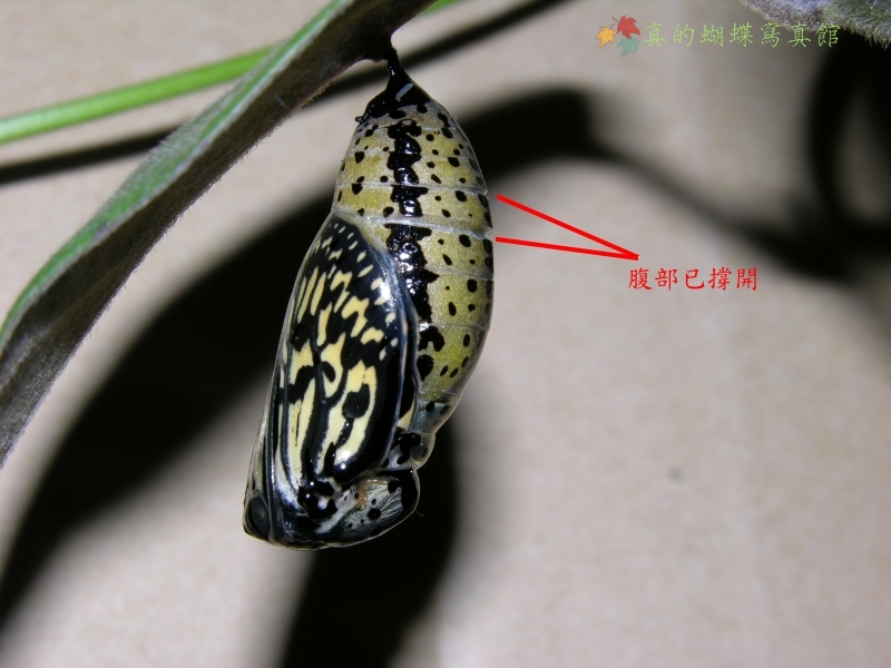 按此在新視窗瀏覽圖片