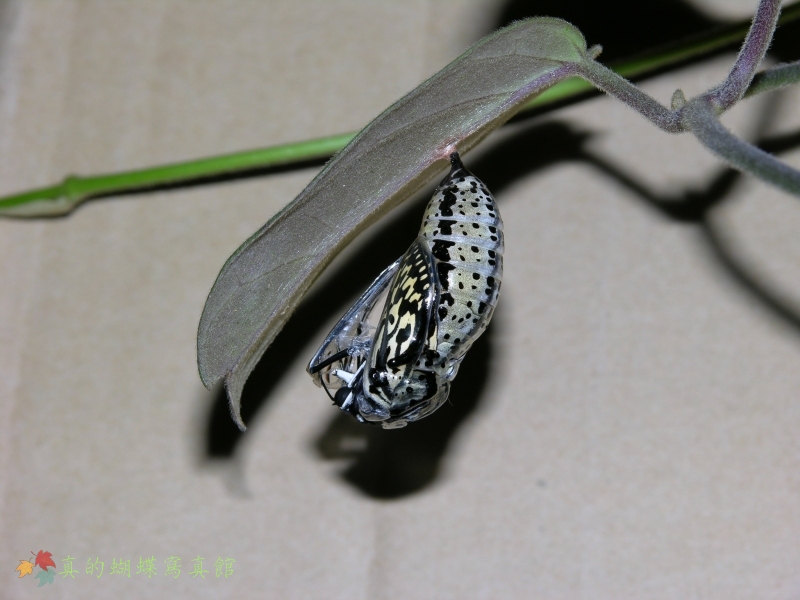 按此在新視窗瀏覽圖片