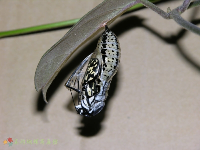 按此在新視窗瀏覽圖片