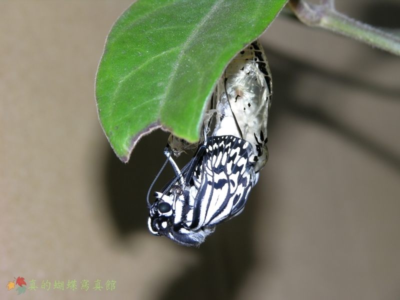 按此在新視窗瀏覽圖片