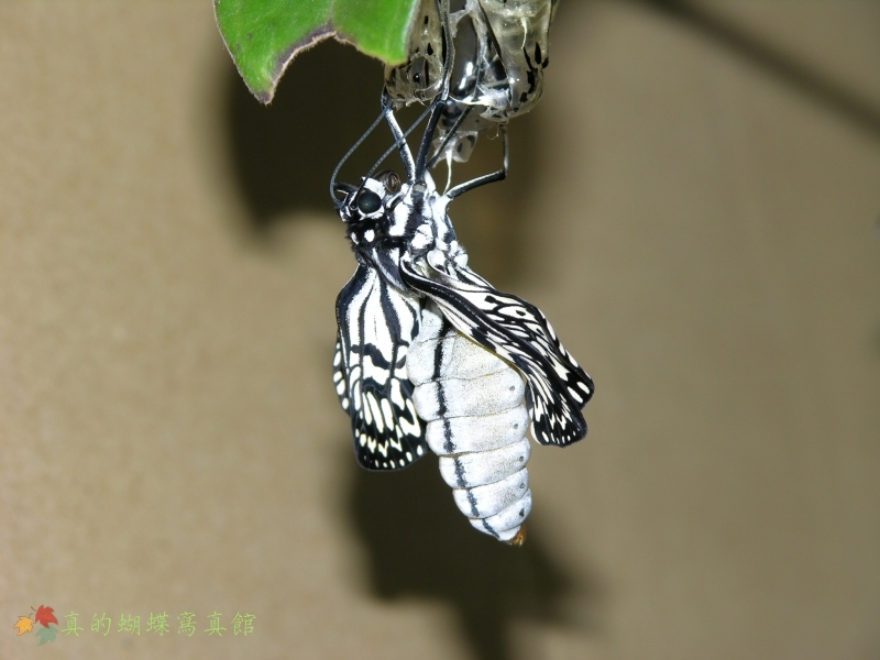 按此在新視窗瀏覽圖片