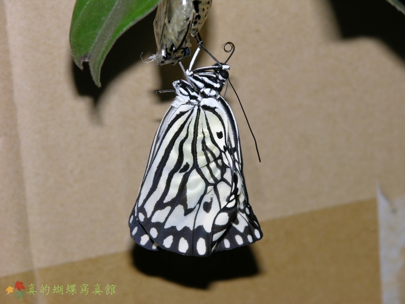 按此在新視窗瀏覽圖片