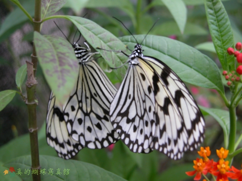 按此在新視窗瀏覽圖片